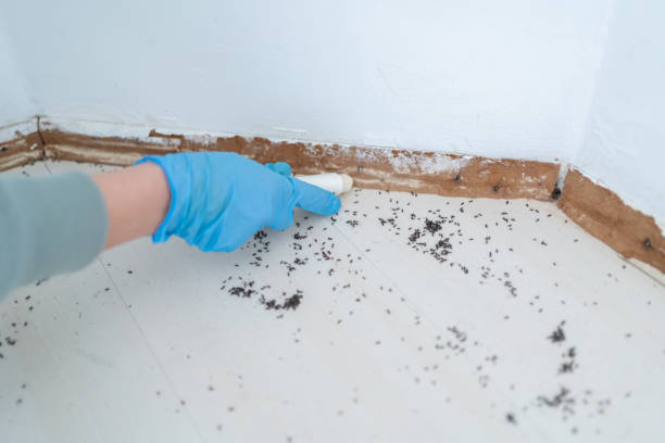 Best Best Pest Control Companies  in Pirtleville, AZ